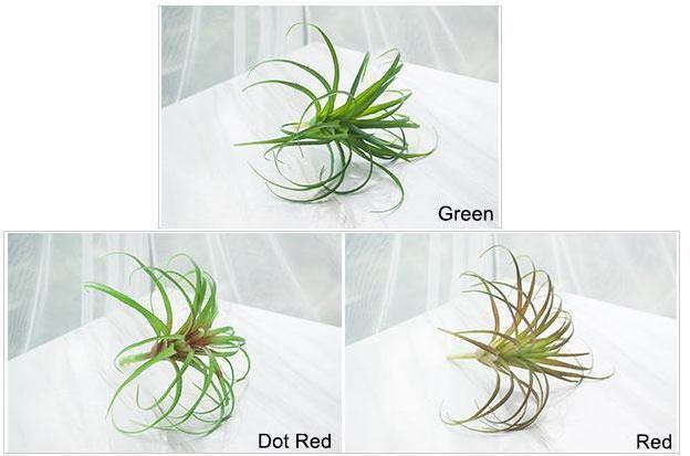 Artificial Air Plant - Nordic Side -