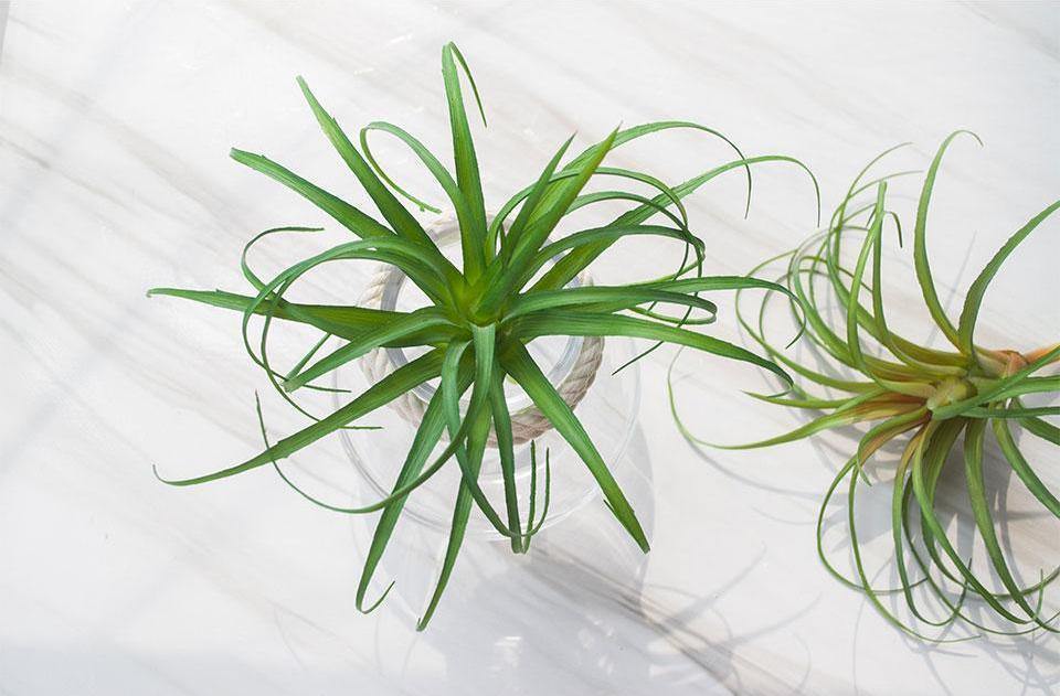 Artificial Air Plant - Nordic Side -