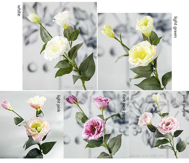 Chinese Bellflower - Nordic Side -