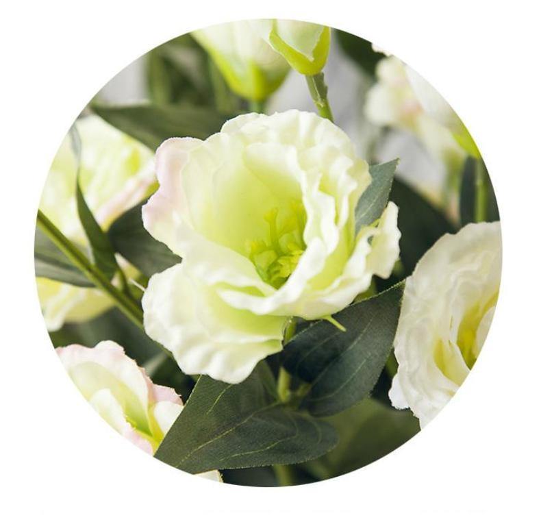 Chinese Bellflower - Nordic Side -